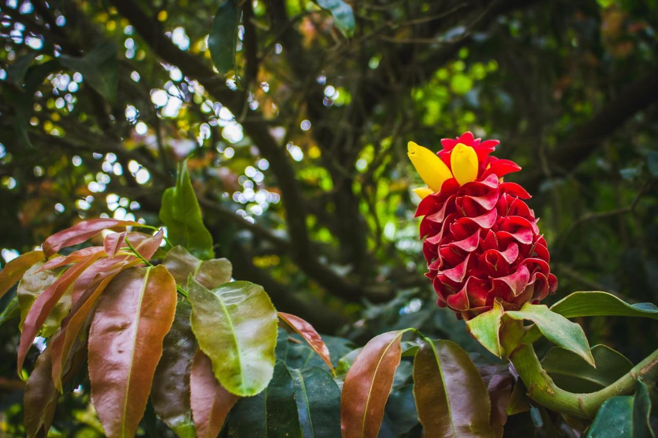 Pousada Alem Do Jardim Praia do Rosa Luaran gambar